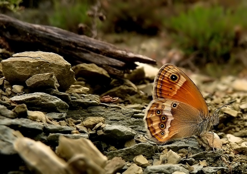 Le Coenonympha dell''Italia centrale